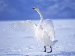 Graceful Swans Puzzle