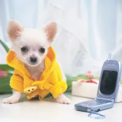 可愛的小狗拼圖