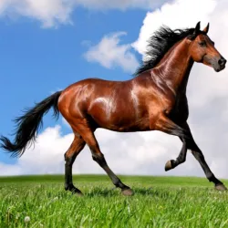 動物拼圖馬