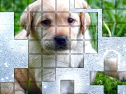 PicPu Dog

皮克普狗